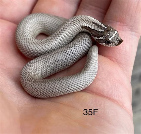 morphmarket hognose|cheapest hognose snake.